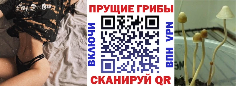 площадка состав  Людиново  Псилоцибиновые грибы Cubensis 